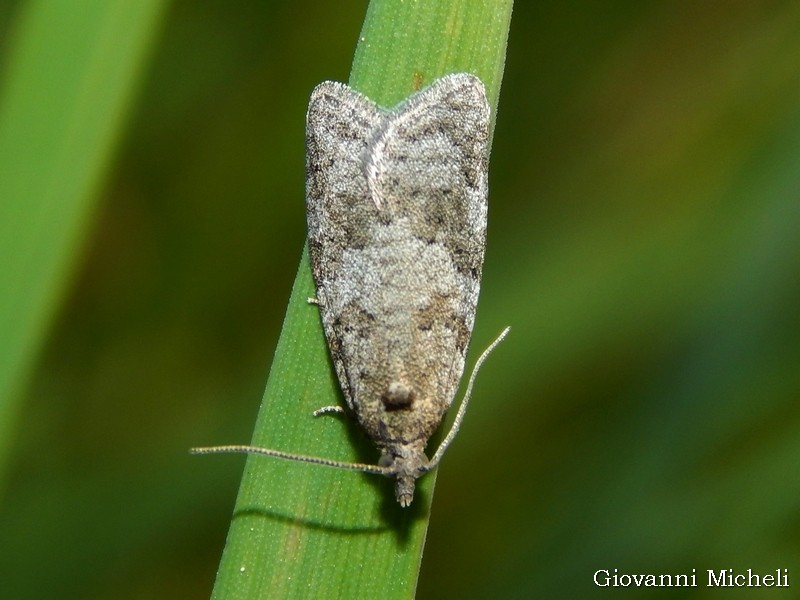 Tortricidae: Cnephasia sp,